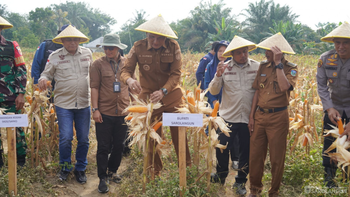 Acara Panen Raya Jagung dan Peresmian Jembatan Gantung Sepanjang 35 Meter di Desa Sungai Merah Kec. Pelawan
