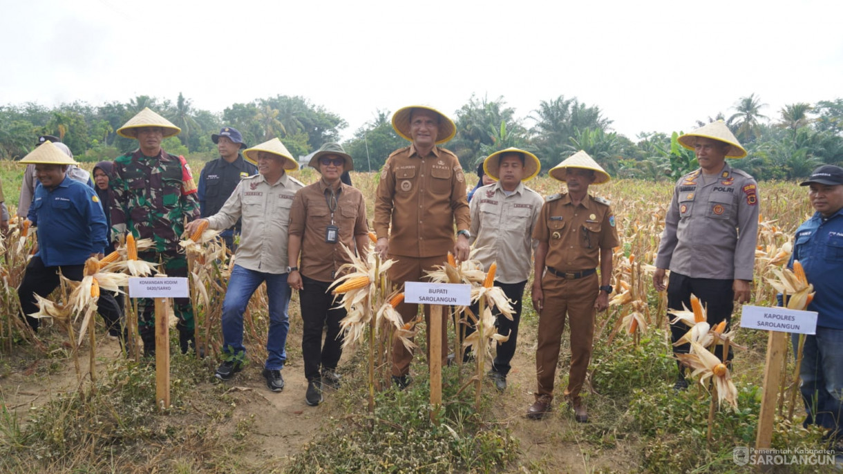 Acara Panen Raya Jagung dan Peresmian Jembatan Gantung Sepanjang 35 Meter di Desa Sungai Merah Kec. Pelawan