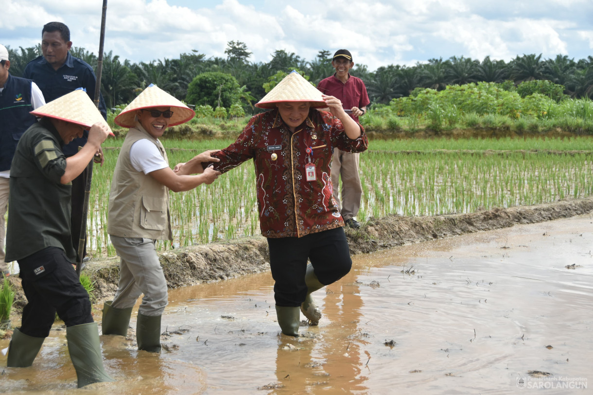 4 Februari 2024 - Tanam Padi Sawah Di Desa Bukit Suban Kecamatan Air Hitam