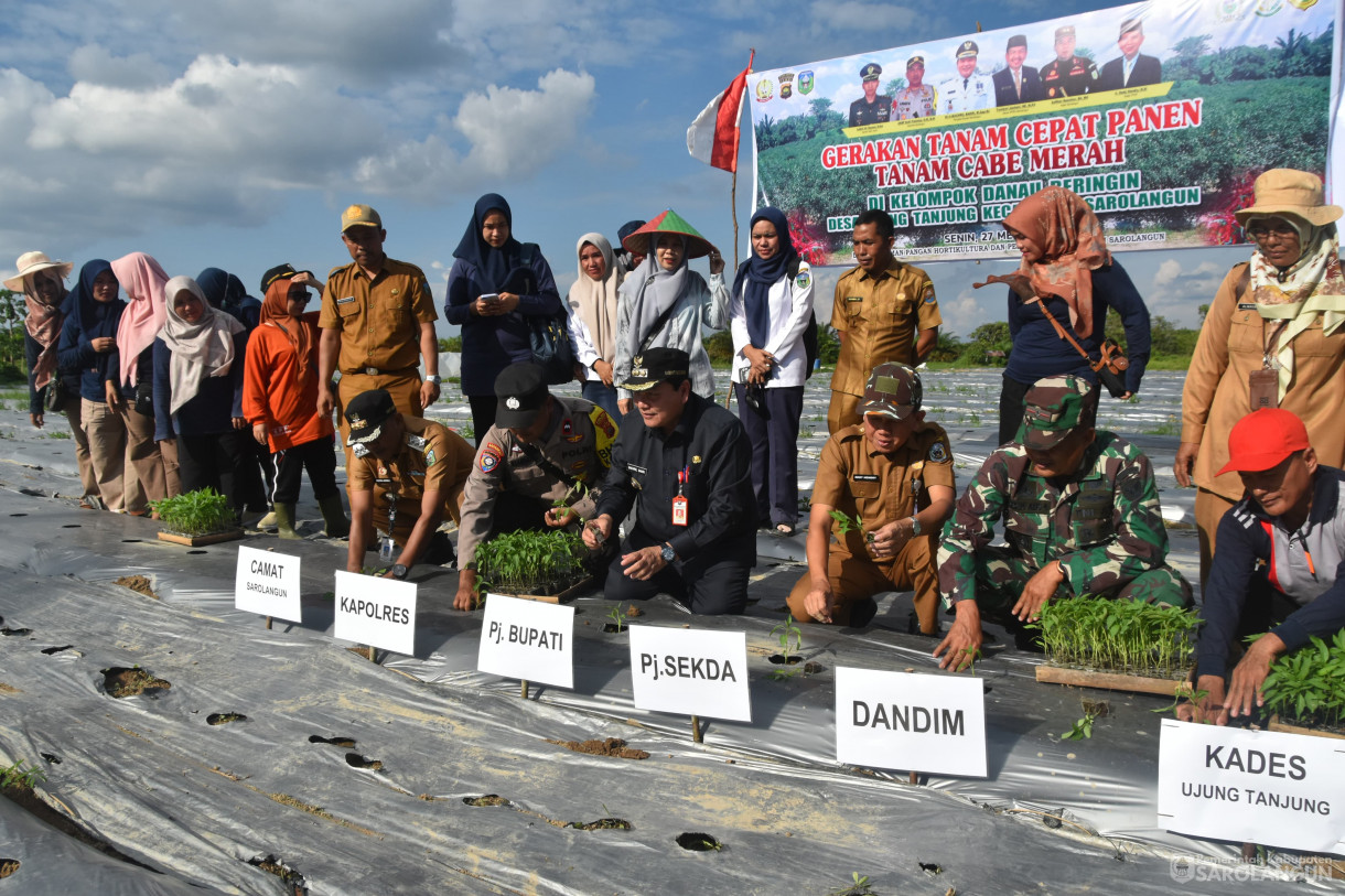 27 Mei 2024 - Gerakan Tanam Cepat Panen Tanam Cabe Merah Kelompok Tani Danau Beringin Desa Ujung Tanjung Kecamatan Sarolangun