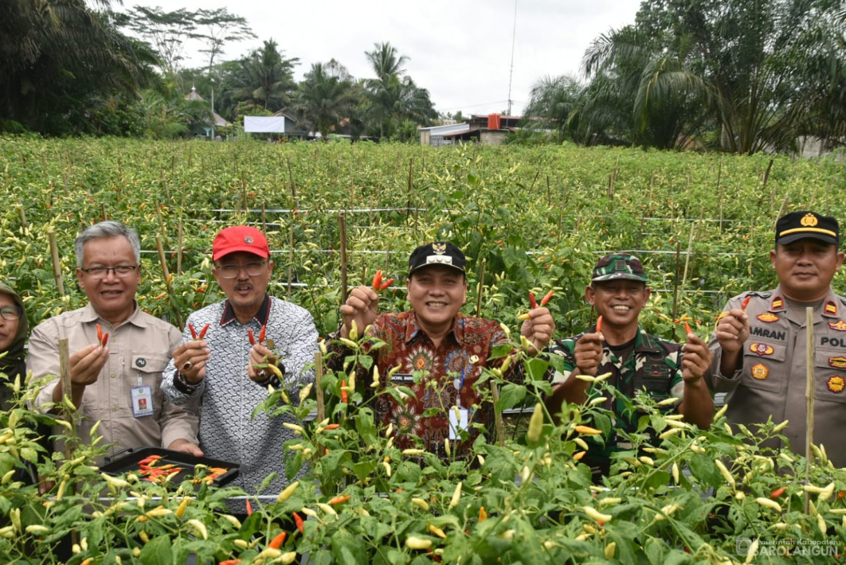 21 September 2023 - Penjabat Bupati Sarolangun Bersama Forkopimda Menghadiri Acara Gerakan Tanam Cepat Panen Cabe Rawit Kelompok Tani Bina Jaya Desa Payolebar Kecamatan Singkut