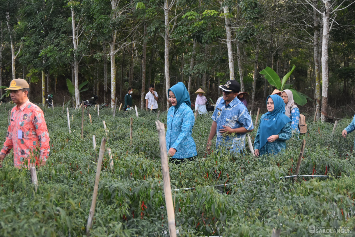 01 Agustus 2024 -&nbsp;Gerakan Tanam Cepat Panen Cabe Merah Kelompok Tani Bina Jaya, Bertempat di Desa Payolebar&nbsp; Kecamatan Singkut