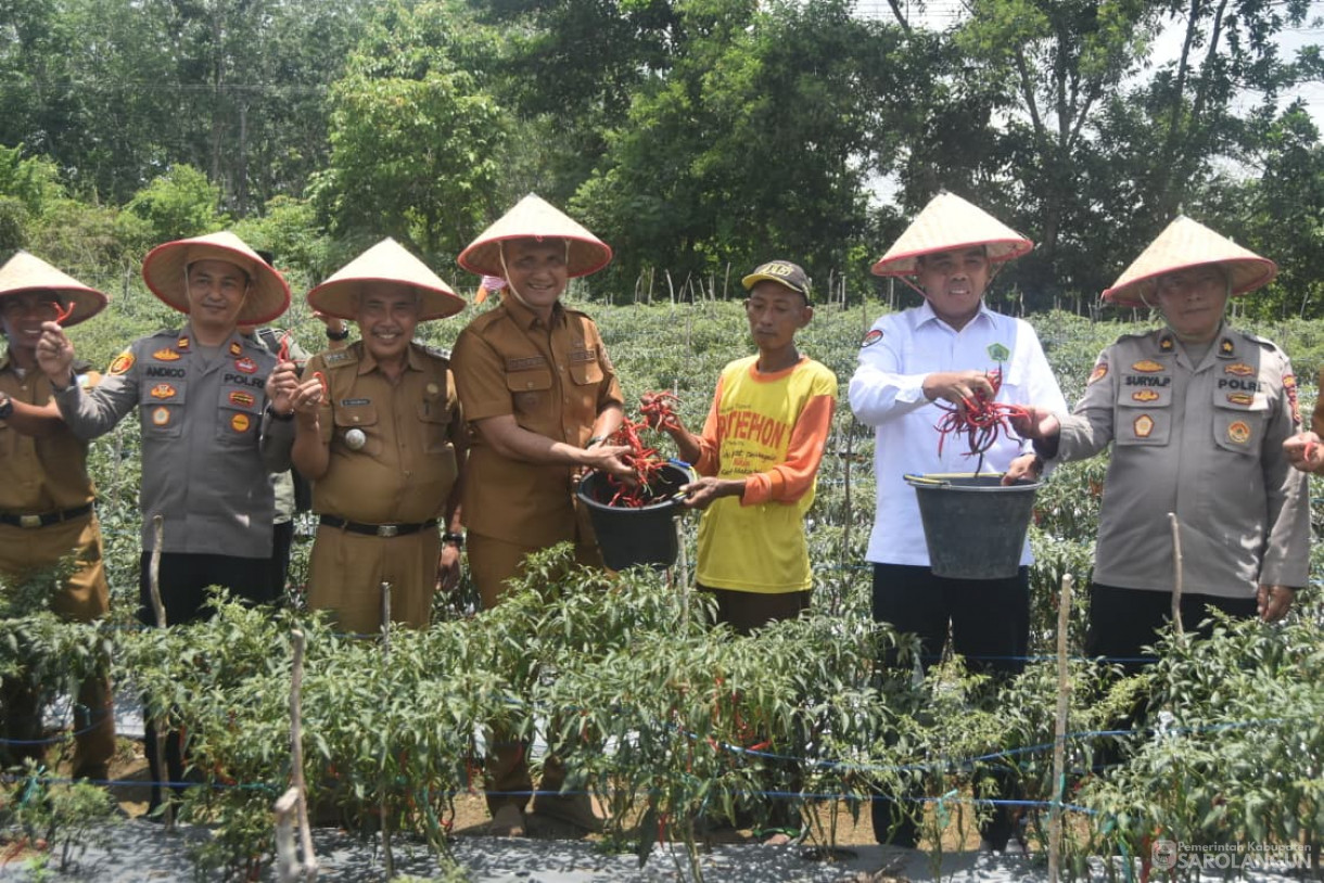14 Oktober 2025 Panen Cabe Merah Bumdes Jaya Bersama Desa Pelawan Jaya