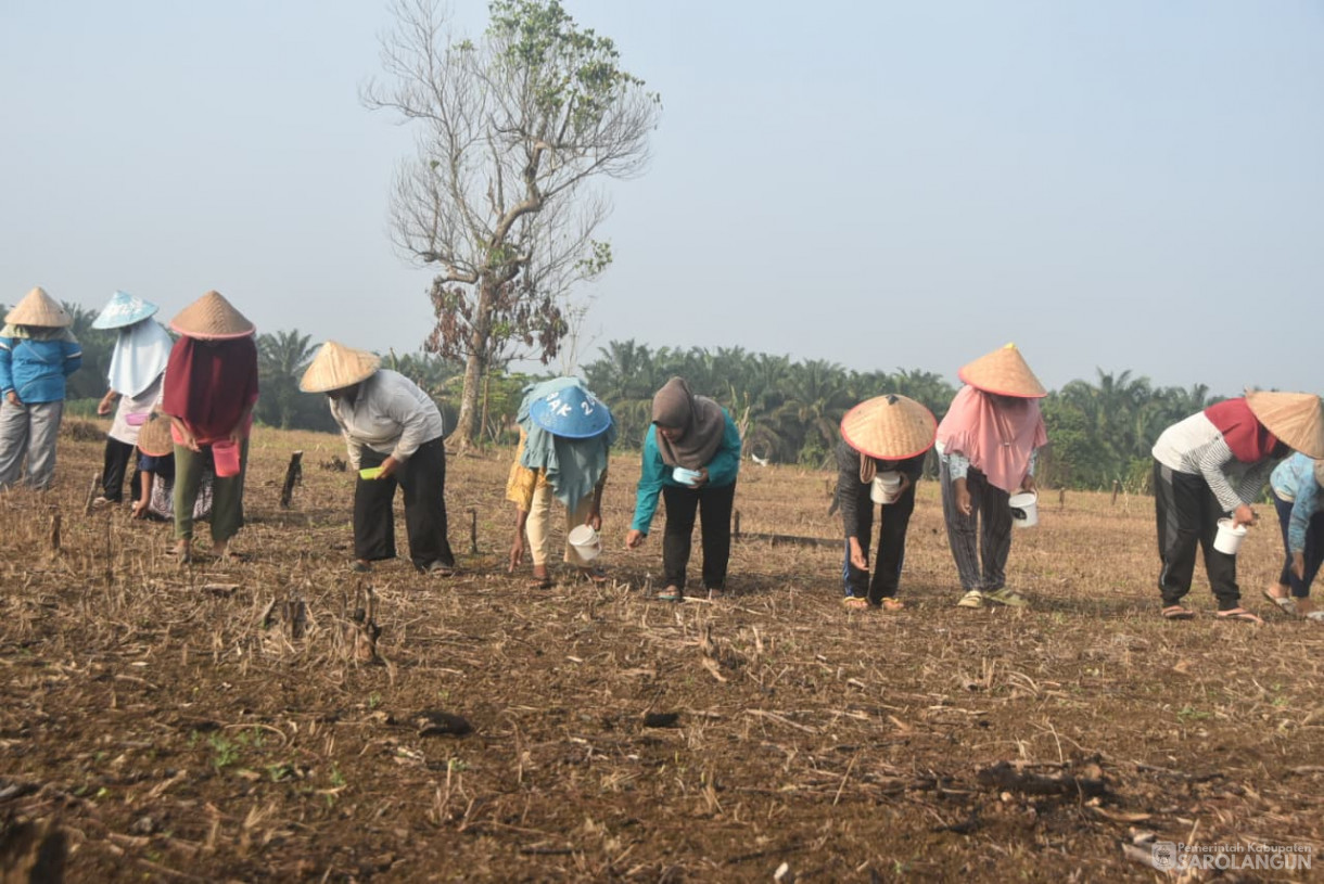 28 Agustus 2025&nbsp; &nbsp;Panen Perdana Padi Ladang Kelompok Tani Renah Mutu Desa Tanjung Kecamatan Bathin VIII