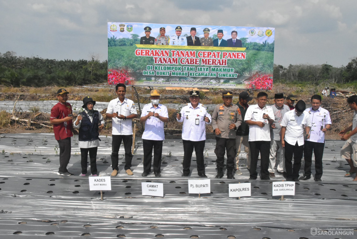 28 Agustus 2024 - Gerakan Tanam Cabe Merah Kelompok Tani Jaya Makmur Desa Bukit Murau Kecamatan Singkut