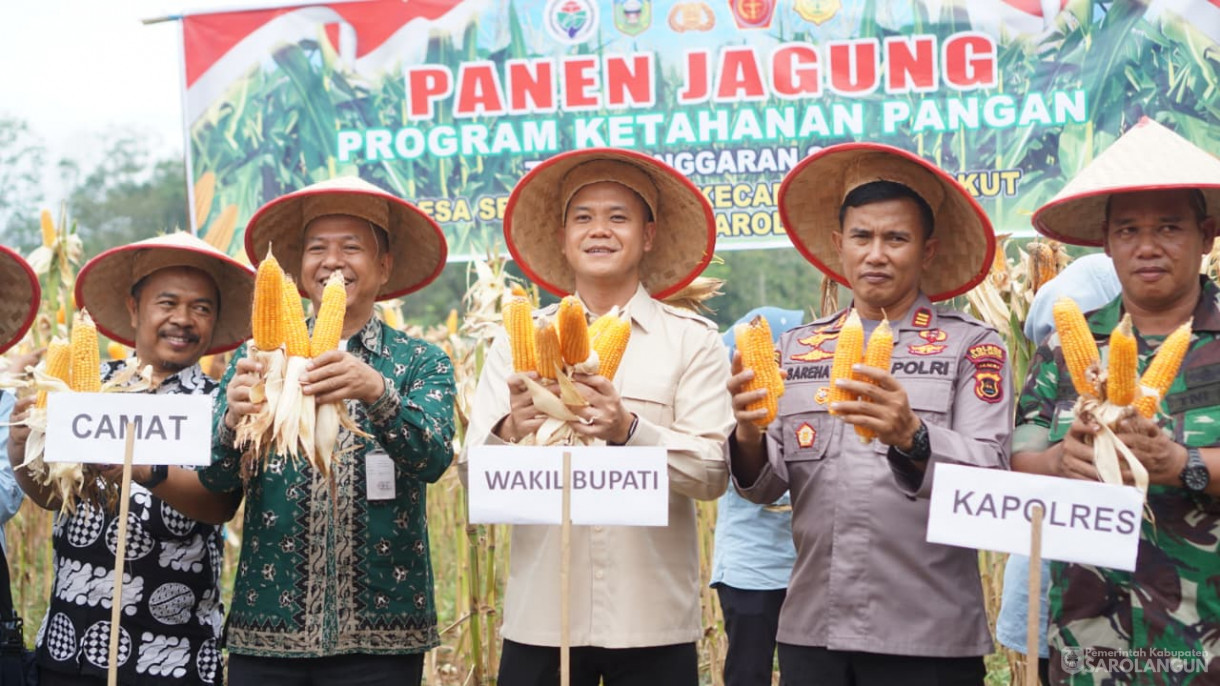 Panen Jagung Desa Sendang Sari Singkut