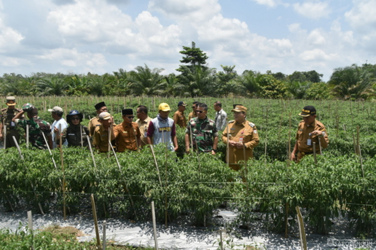 19 Maret 2024 - Panen Cabe Rawit Kelompok Tani Sakti Jaya Di Desa Bukit Murau Kecamatan Singkut