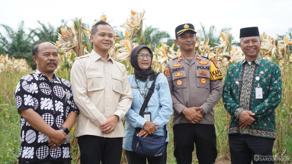 Panen Jagung Desa Sendang Sari Singkut