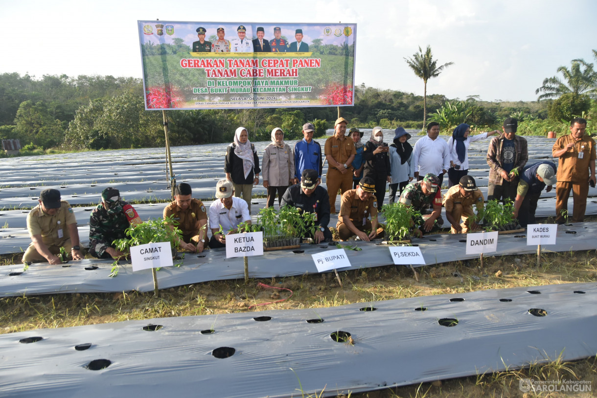 4 Juni 2024 - Gerakan Tanam Cepat Panen Tanam Cabe Merah Di Kelompok Jaya Makmur Desa Bukit Murau Kecamatan Singkut Dan Meninjau Smart Green House Dan Penanaman Bibit M