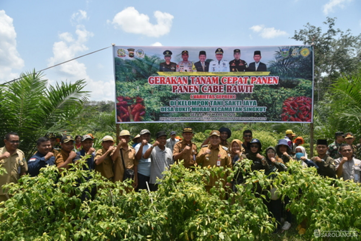 19 Maret 2024 - Panen Cabe Rawit Kelompok Tani Sakti Jaya Di Desa Bukit Murau Kecamatan Singkut