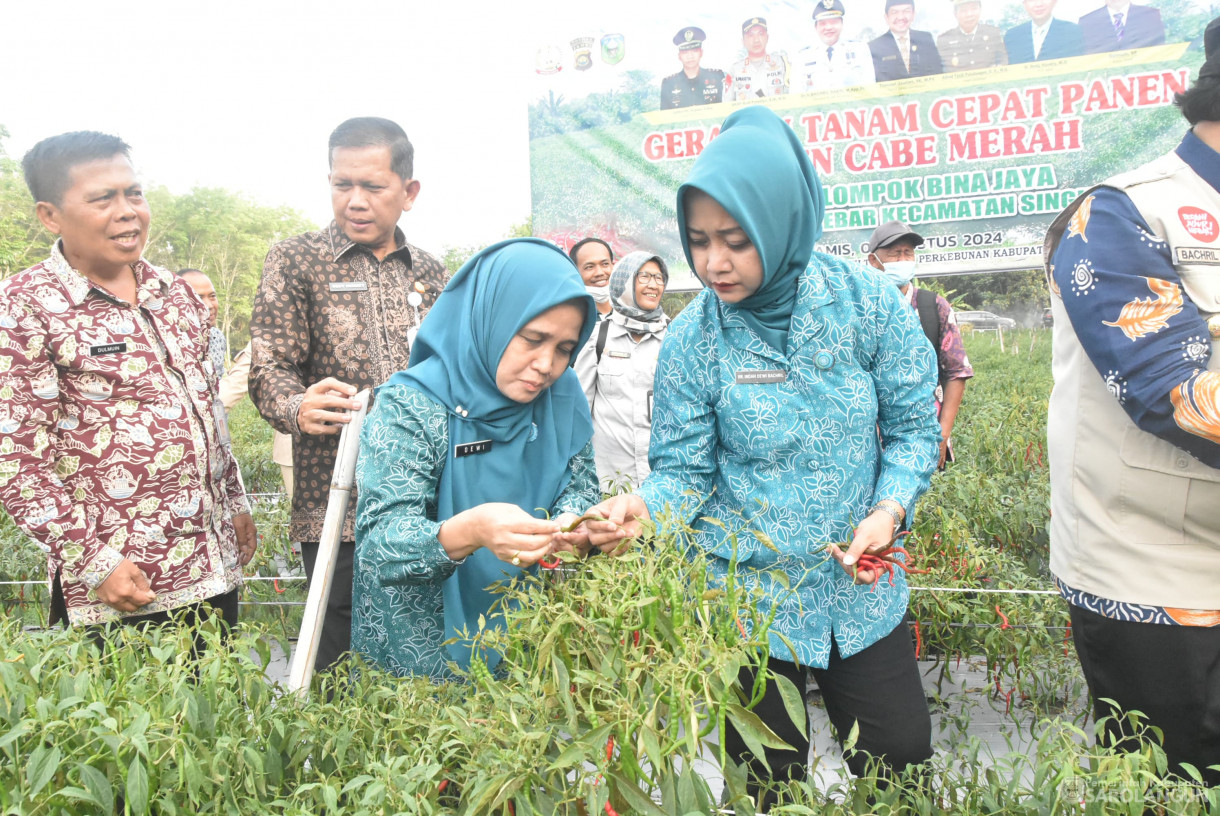 01 Agustus 2024 -&nbsp;Gerakan Tanam Cepat Panen Cabe Merah Kelompok Tani Bina Jaya, Bertempat di Desa Payolebar&nbsp; Kecamatan Singkut