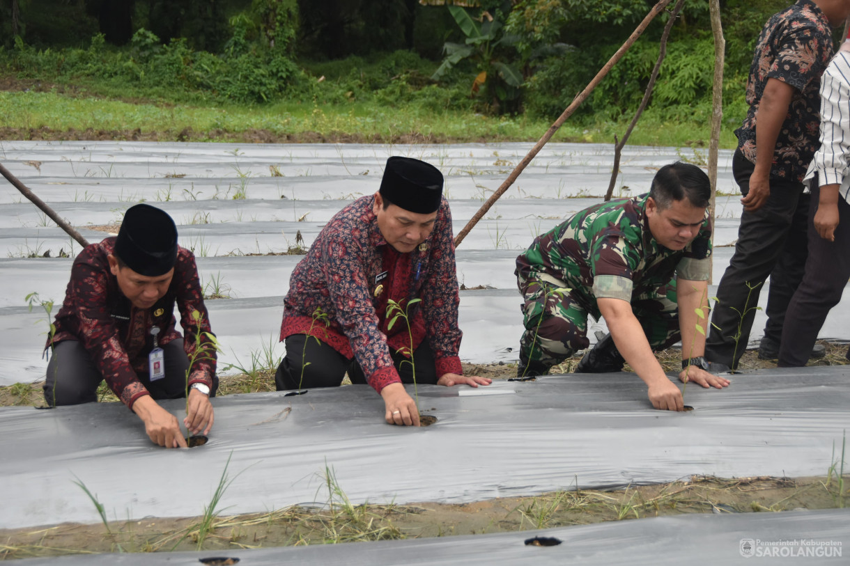 21 Desember 2023 - Gerakan Tanam Cepat Panen Cabe Merah Di Kelompok Tani Sehati Desa Pelawan Kecamatan Pelawan