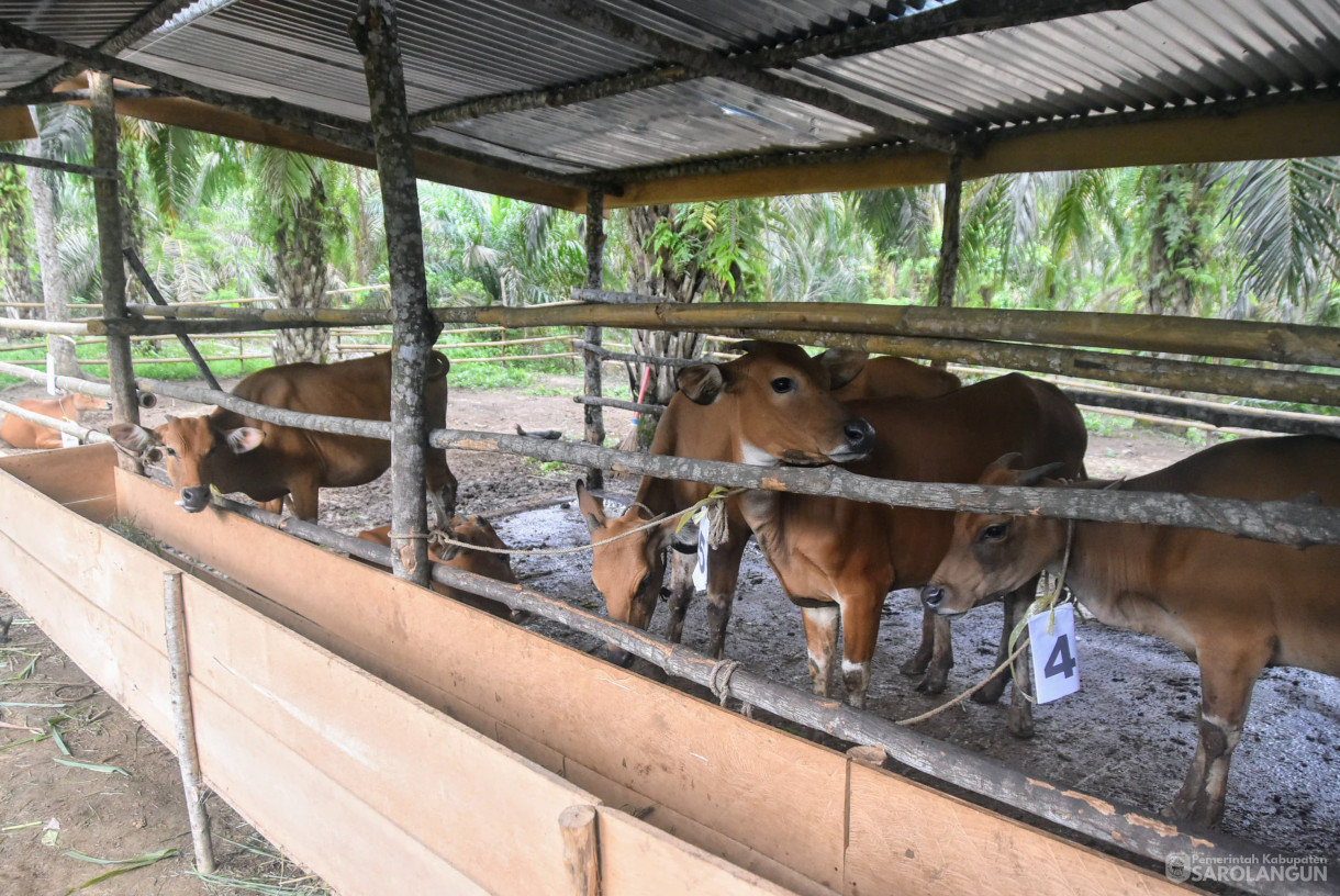 11 Oktober 2024 -&nbsp;Penyerahan 8 Ekor Sapi, Kambing, dan Launching Kotak Infaq Program Baznas Kepada Mustahik Dhuafa, Bertempat di Desa Petiduran Baru Kecamatan Mandiangin Timur