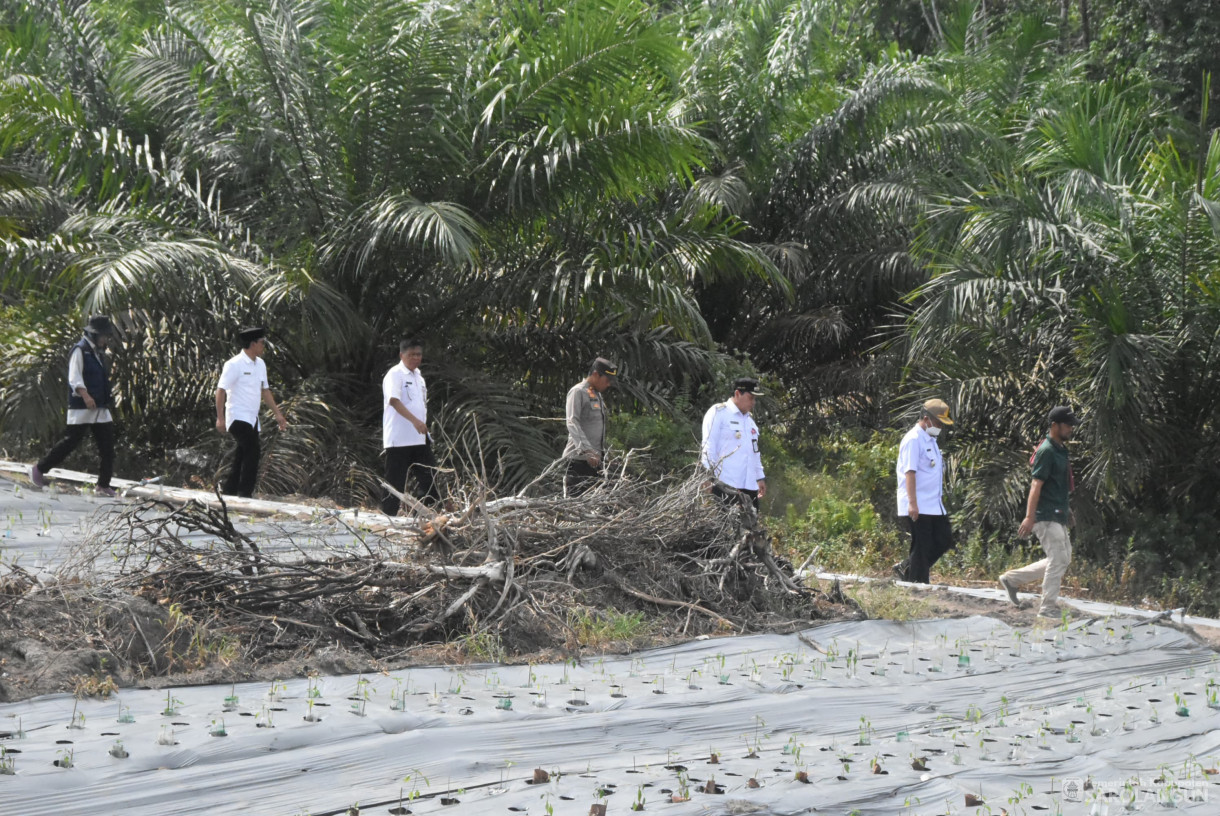 28 Agustus 2024 - Gerakan Tanam Cabe Merah Kelompok Tani Jaya Makmur Desa Bukit Murau Kecamatan Singkut