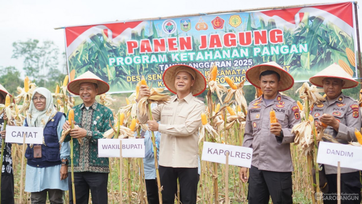 Panen Jagung Desa Sendang Sari Singkut
