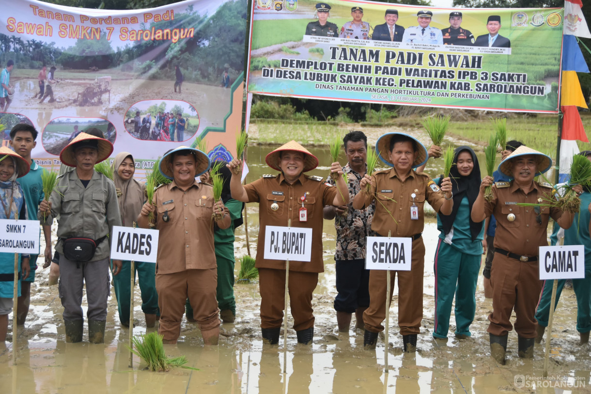 13 Februari 2024 - Tanam Padi Sawah Demplot Benih Padi Varitas IPB 3 Sakti Bersama Siswa Siswi Smkn 7 Sarolangun Di Desa Lubuk Sayak Kecamatan Pelawan