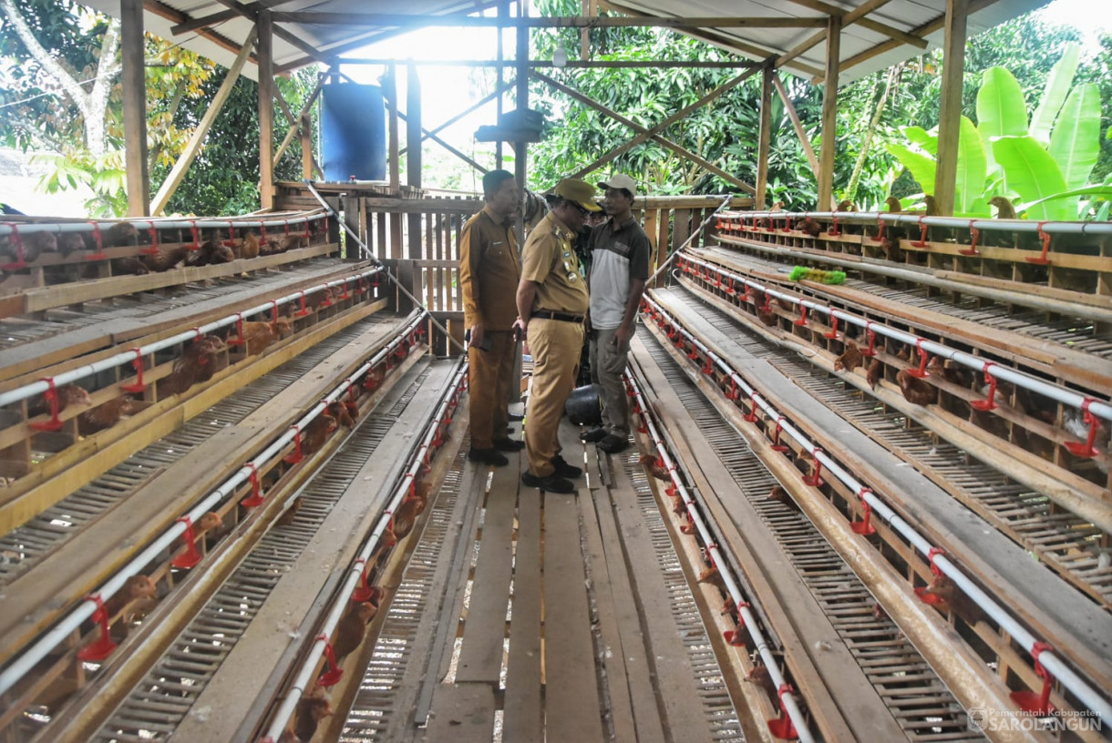 21 Januari 2025 -&nbsp;Panen Telur Ayam Petelur di Desa Batu Putih Kecamatan Pelawan