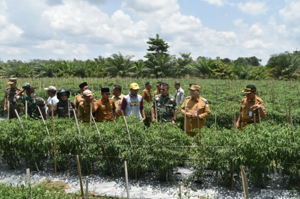 19 Maret 2024 - Panen Cabe Rawit Kelompok Tani Sakti Jaya Di Desa Bukit Murau Kecamatan Singkut