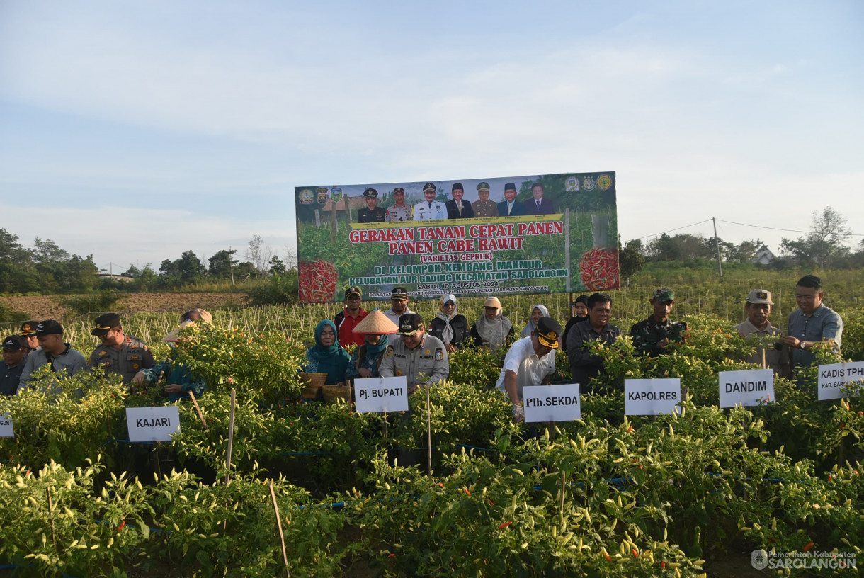 10 Agustus 2024 - Gerakan Tanam Cepat Panen Cabe Rawit Kelompok Tani Kembang Makmur, Bertempat di Kelurahan Aur Gading Kecamatan Sarolangun