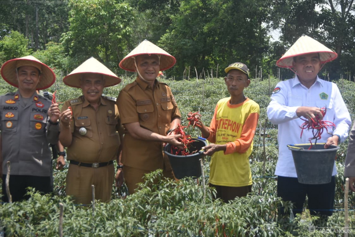 14 Oktober 2025 Panen Cabe Merah Bumdes Jaya Bersama Desa Pelawan Jaya
