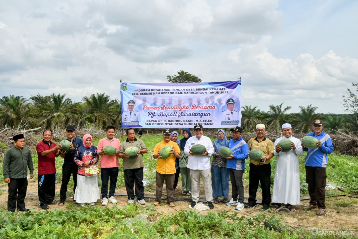 1 Desember 2023 - Panen Semangka Program Ketahanan Pangan Desa Sungai Keramat Kecamatan Cermin Nan Gedang