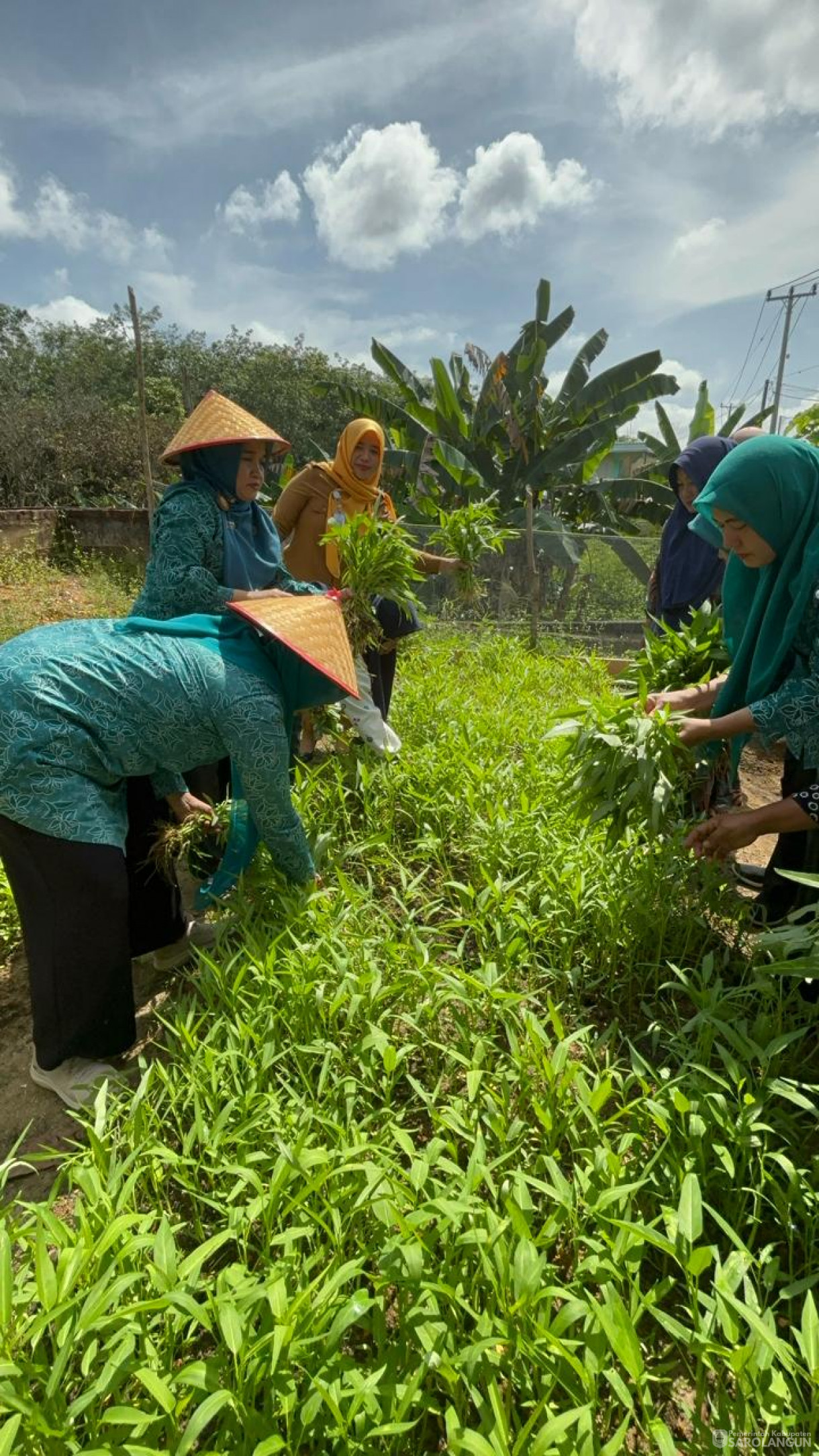 4 Maret 2024 - Ibu Sekretaris Daerah Selaku Wakil Ketua TP PKK  Bersama Pokja 3 Melaksanakan Kegiatan Himbauan Menanam Cabe Di Halaman Rumah Pada Masyarakat Kab. Sarolangun