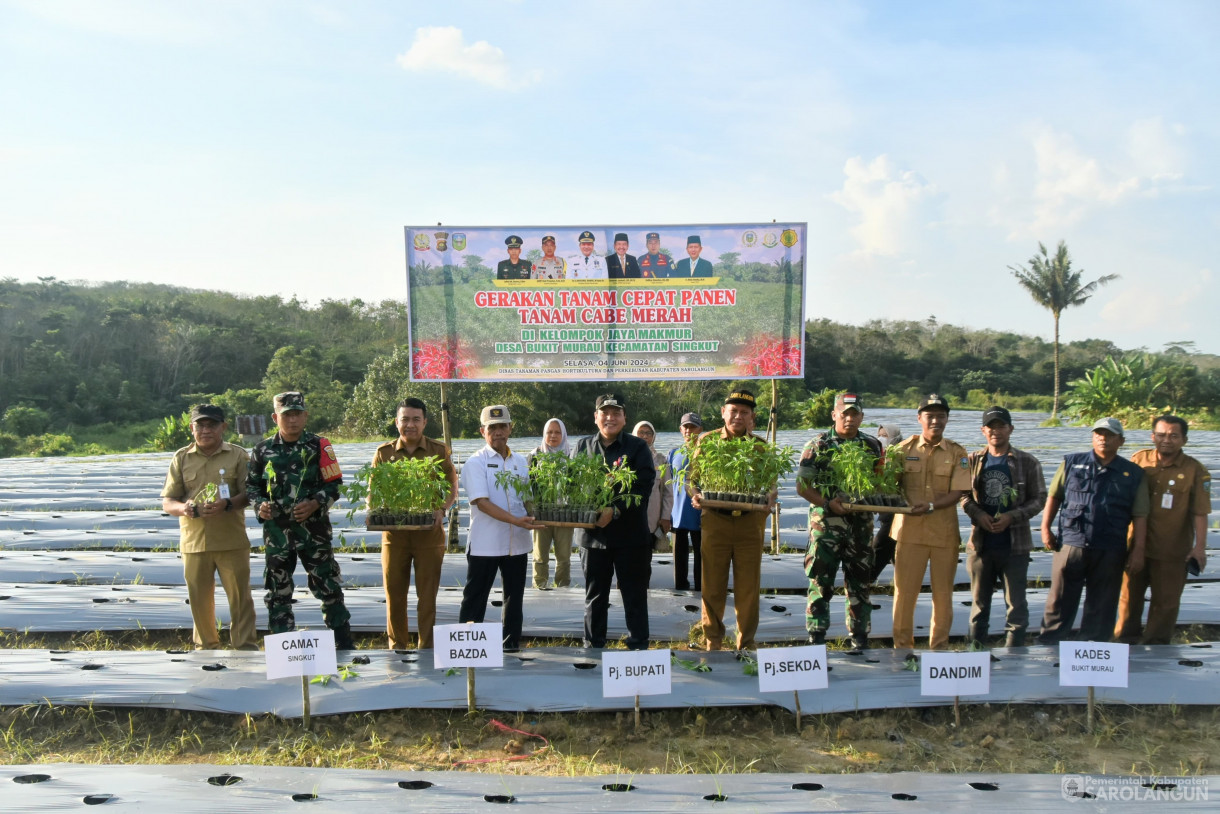 4 Juni 2024 - Gerakan Tanam Cepat Panen Tanam Cabe Merah Di Kelompok Jaya Makmur Desa Bukit Murau Kecamatan Singkut Dan Meninjau Smart Green House Dan Penanaman Bibit M