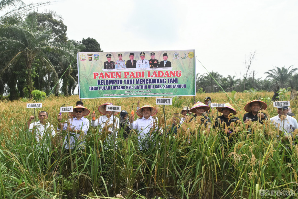 13 Maret 2024 - Panen Padi Ladang Kelompok Tani Mencawang Tani Desa Pulau Lintang Kecamatan Bathin VIII