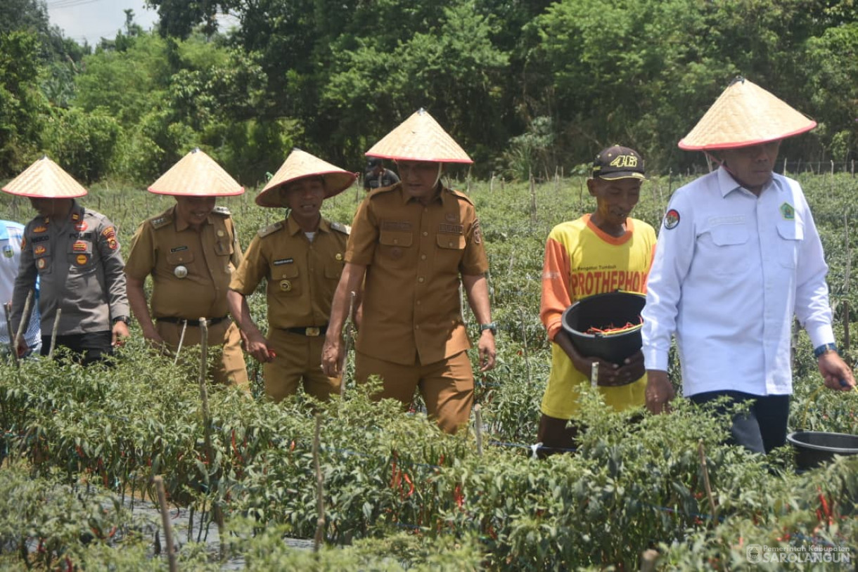 14 Oktober 2025 Panen Cabe Merah Bumdes Jaya Bersama Desa Pelawan Jaya
