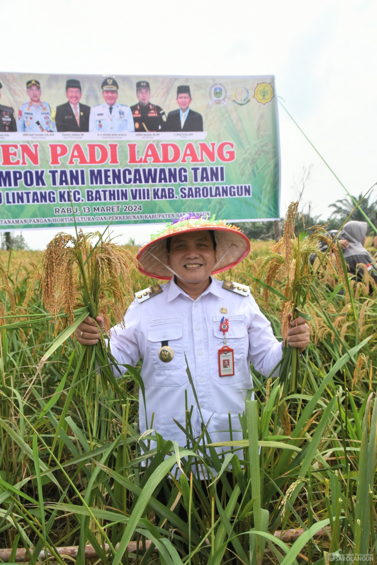 13 Maret 2024 - Panen Padi Ladang Kelompok Tani Mencawang Tani Desa Pulau Lintang Kecamatan Bathin VIII