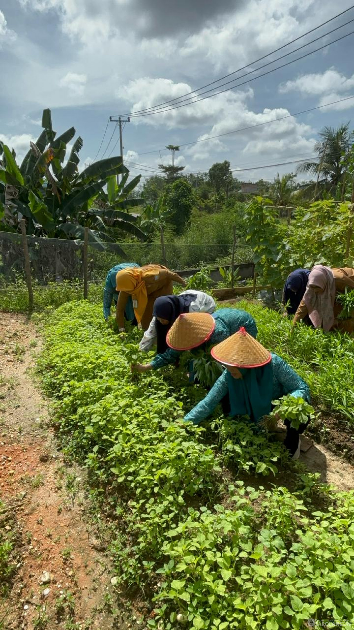 4 Maret 2024 - Ibu Sekretaris Daerah Selaku Wakil Ketua TP PKK  Bersama Pokja 3 Melaksanakan Kegiatan Himbauan Menanam Cabe Di Halaman Rumah Pada Masyarakat Kab. Sarolangun