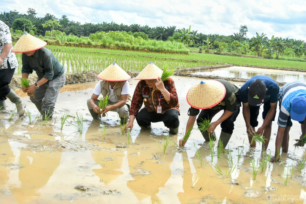 4 Februari 2024 - Tanam Padi Sawah Di Desa Bukit Suban Kecamatan Air Hitam