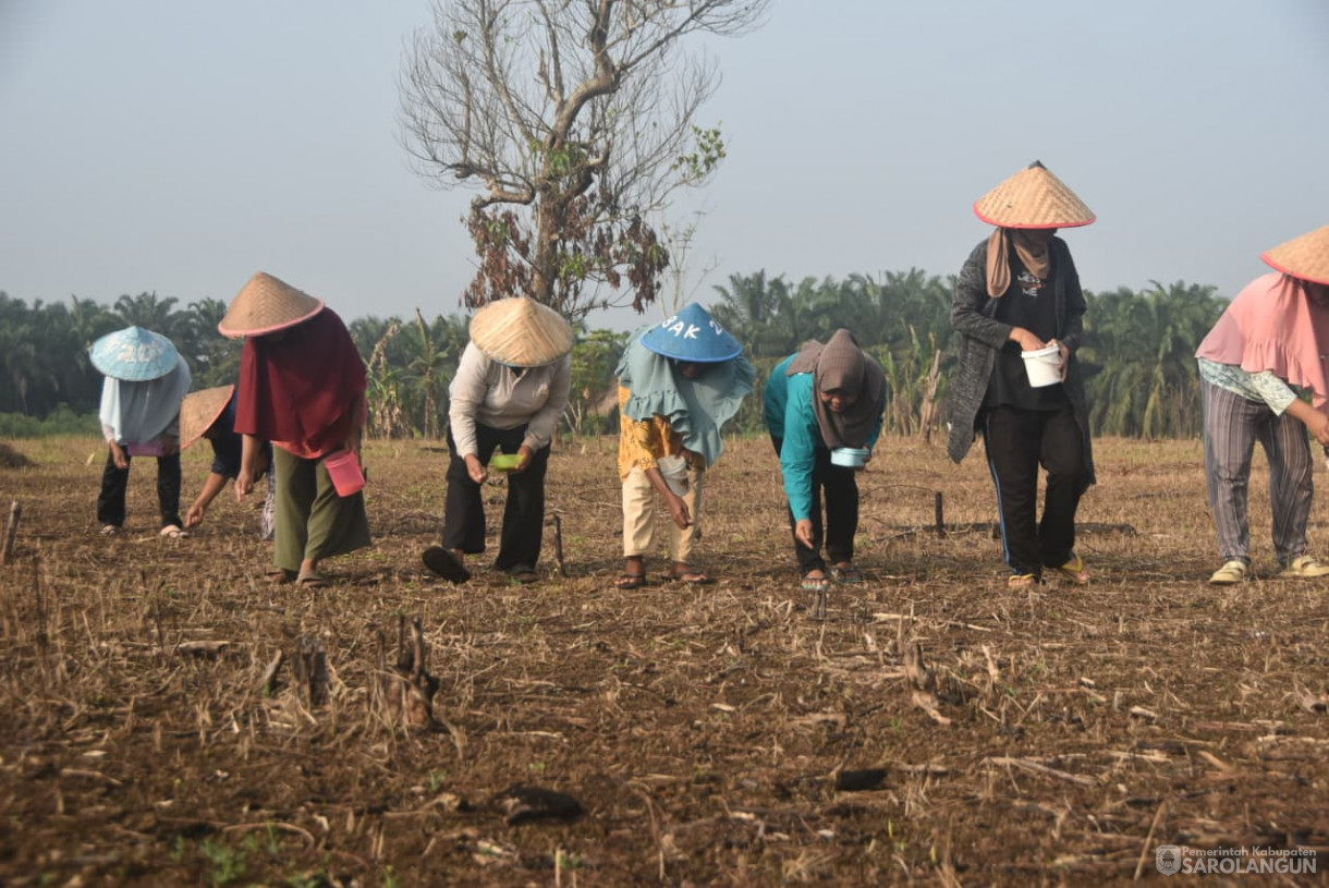 28 Agustus 2025&nbsp; &nbsp;Panen Perdana Padi Ladang Kelompok Tani Renah Mutu Desa Tanjung Kecamatan Bathin VIII