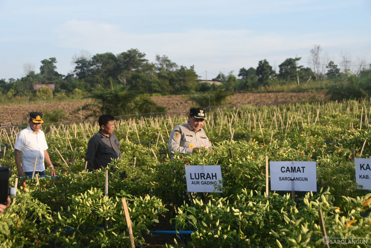 10 Agustus 2024 - Gerakan Tanam Cepat Panen Cabe Rawit Kelompok Tani Kembang Makmur, Bertempat di Kelurahan Aur Gading Kecamatan Sarolangun