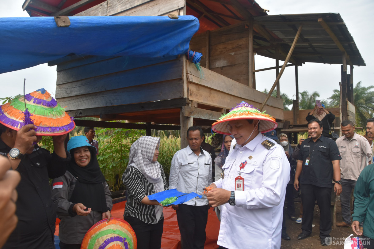 13 Maret 2024 - Panen Padi Ladang Kelompok Tani Mencawang Tani Desa Pulau Lintang Kecamatan Bathin VIII