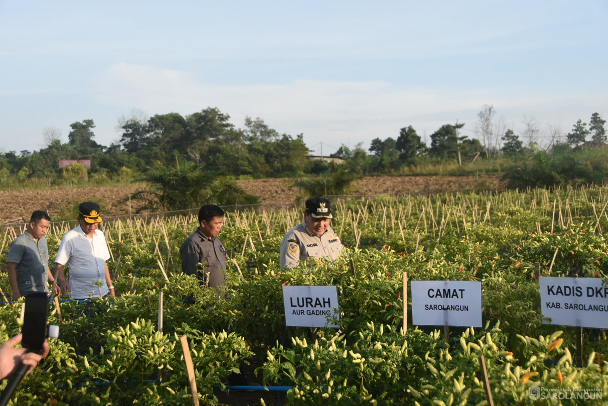 10 Agustus 2024 - Gerakan Tanam Cepat Panen Cabe Rawit Kelompok Tani Kembang Makmur, Bertempat di Kelurahan Aur Gading Kecamatan Sarolangun