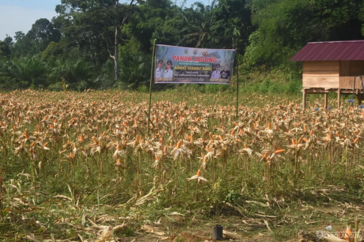 27 Oktober 2025&nbsp; Panen Jagung Ketahanan Pangan di Desa Lidung