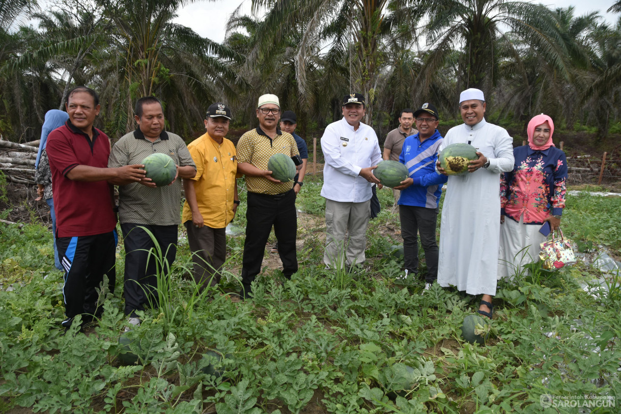 1 Desember 2023 - Panen Semangka Program Ketahanan Pangan Desa Sungai Keramat Kecamatan Cermin Nan Gedang