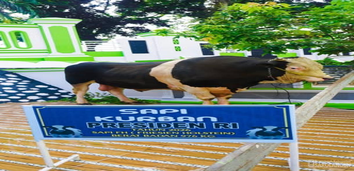 27 Mei 2026 Penyerahan Hewan Kurban dari&nbsp; Presiden Republik Indonesia kepada Panitia Qurban Masjid Alfalah Sarolangun