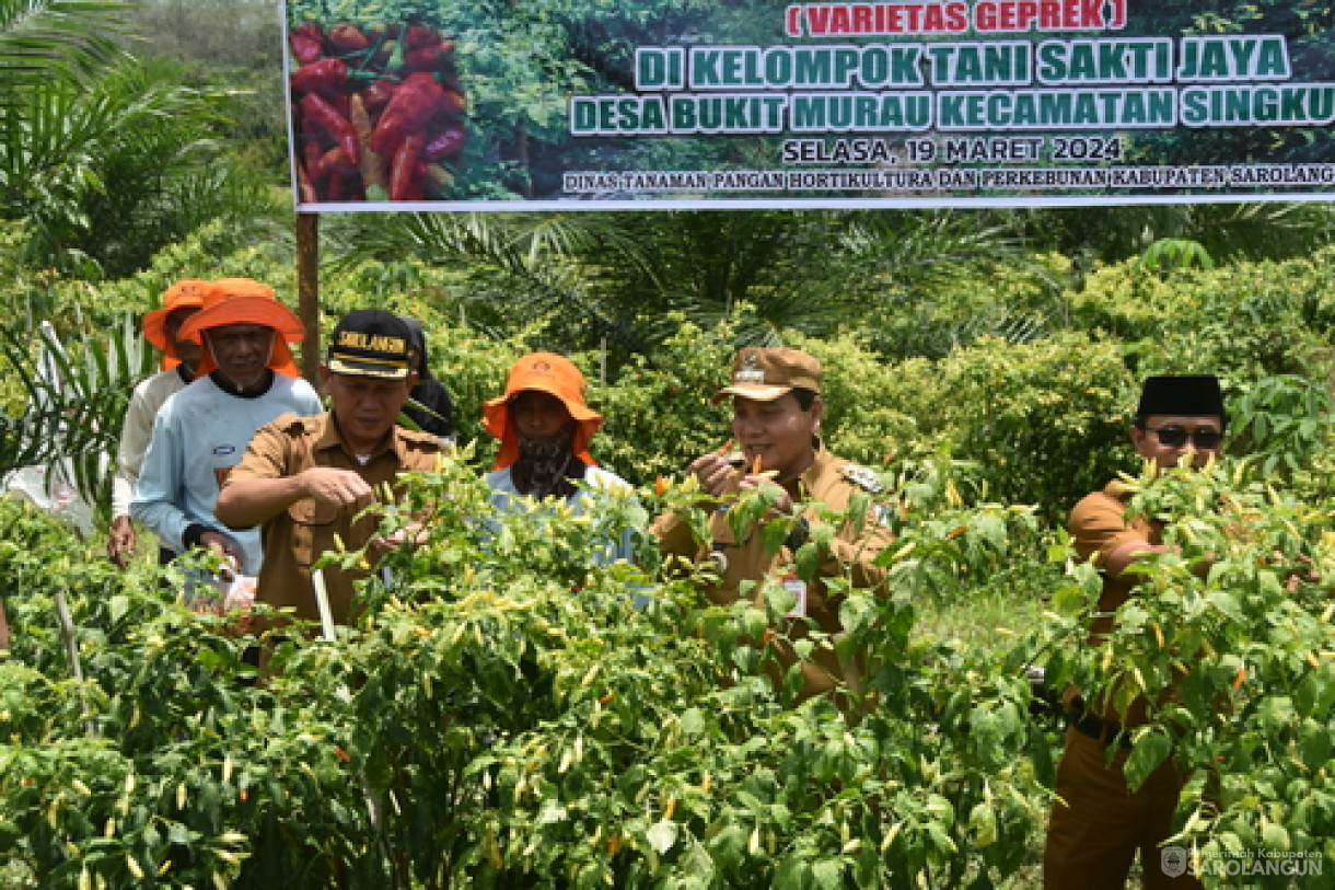 19 Maret 2024 - Panen Cabe Rawit Kelompok Tani Sakti Jaya Di Desa Bukit Murau Kecamatan Singkut