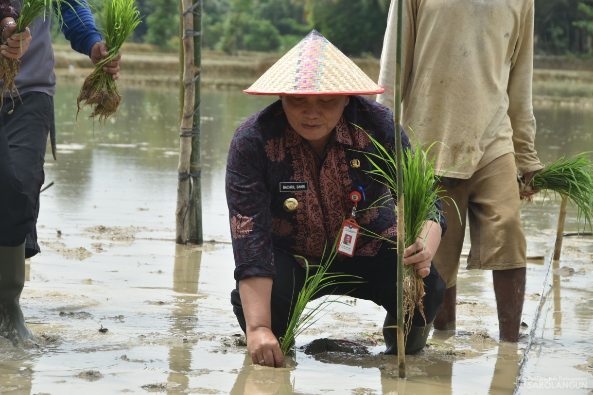 1 Februari 2024 - Tanam Bibit Unggul Padi Sawah Dari IPB Di Desa Pasar Pelawan