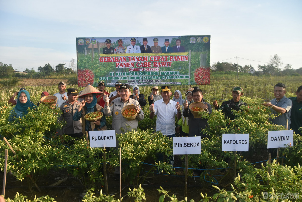 10 Agustus 2024 - Gerakan Tanam Cepat Panen Cabe Rawit Kelompok Tani Kembang Makmur, Bertempat di Kelurahan Aur Gading Kecamatan Sarolangun