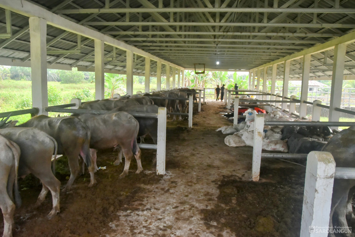 15 Juni 2024 - Monitoring Tempat Pemotongan Hewan Kurban Di Kelurahan Aurgading Kecamatan Sarolangun Dan Desa Siliwangi Kecamatan Singkut