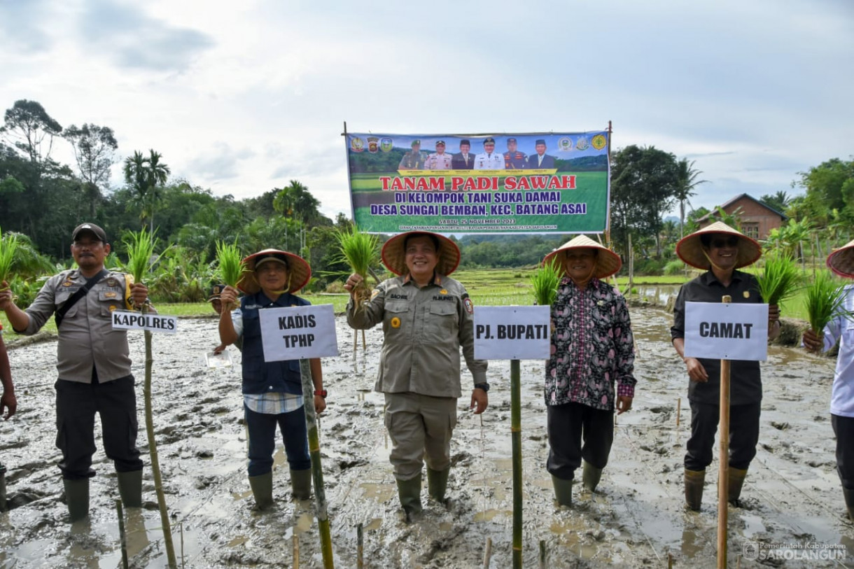 25 November 2023 - Tanam Padi Sawah Di Kelompok Tani Suka Damai Bersama Forkopimda Sarolangun Di Desa Sungai Bemban Kec. Batang Asai