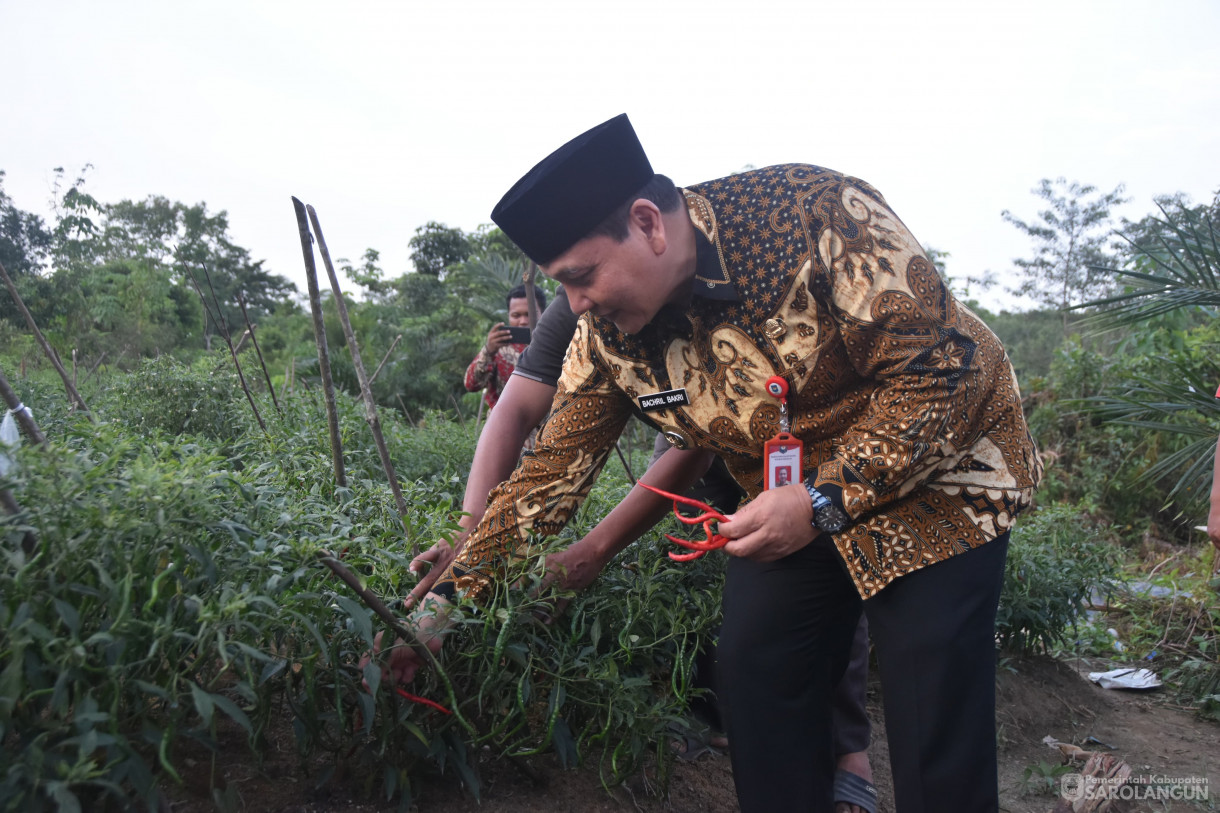 20 Desember 2023 - Meninjau Kebun Cabe Kelompok Tani Desa Pelawan Jaya