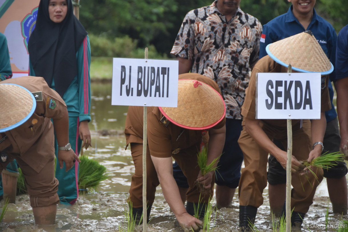 13 Februari 2024 - Tanam Padi Sawah Demplot Benih Padi Varitas IPB 3 Sakti Bersama Siswa Siswi Smkn 7 Sarolangun Di Desa Lubuk Sayak Kecamatan Pelawan