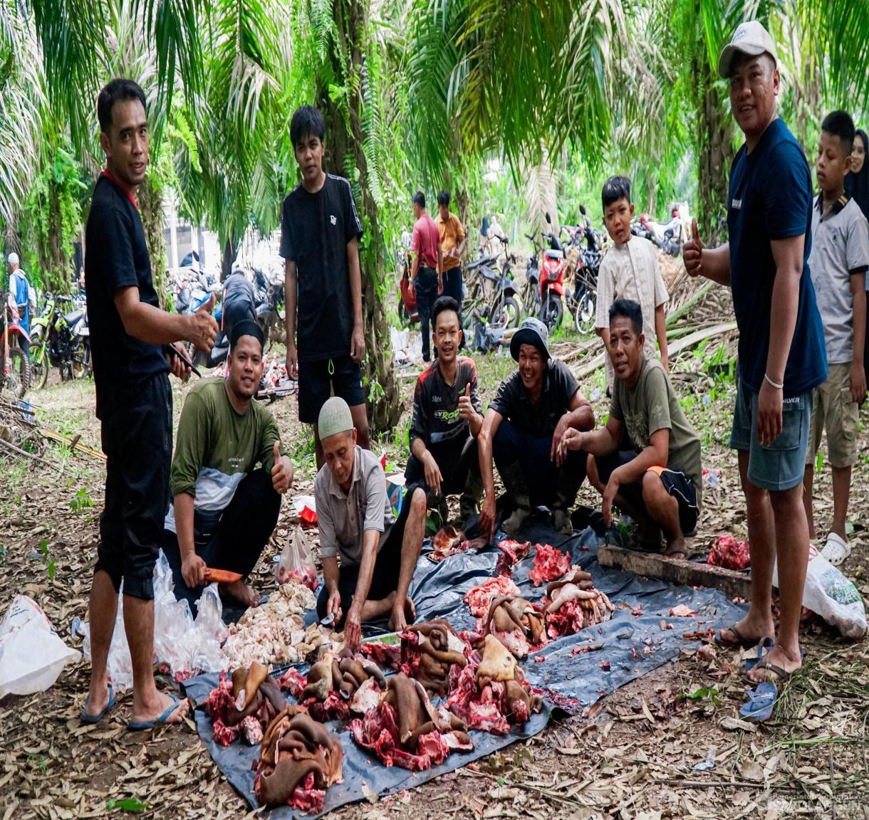 27 Mei 2026 Bupati Sarolangun Menghadiri Sekaligus Menyaksikan Secara Langsung Proses Pemotongan Hewan Kurban 46 Ekor Sapi, 2 Ekor Kambing di Desa Rantau Gedang Kecamatan Bathin VIII