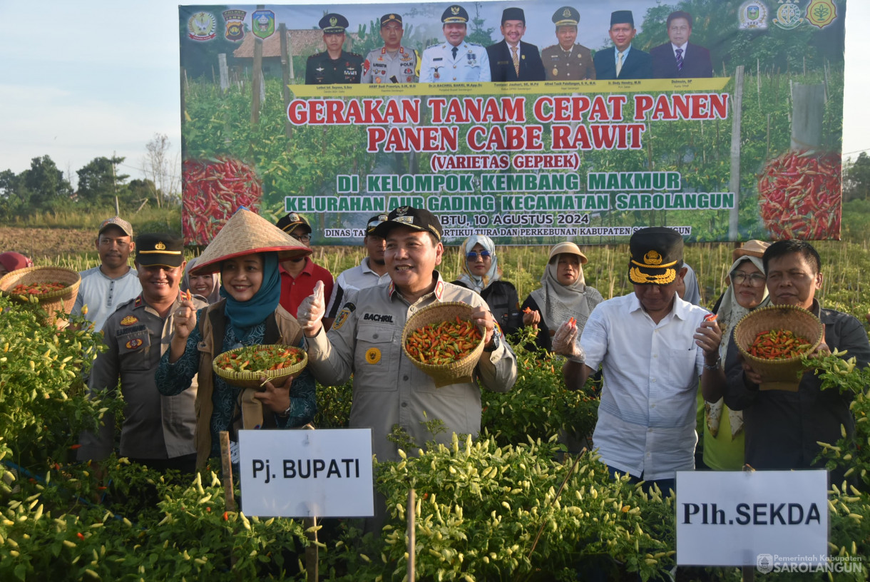 10 Agustus 2024 - Gerakan Tanam Cepat Panen Cabe Rawit Kelompok Tani Kembang Makmur, Bertempat di Kelurahan Aur Gading Kecamatan Sarolangun