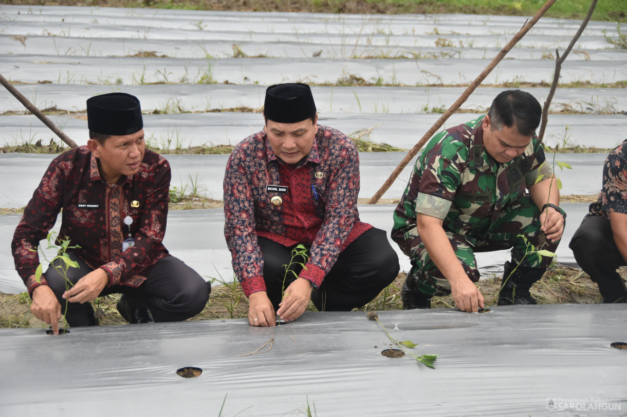 21 Desember 2023 - Gerakan Tanam Cepat Panen Cabe Merah Di Kelompok Tani Sehati Desa Pelawan Kecamatan Pelawan