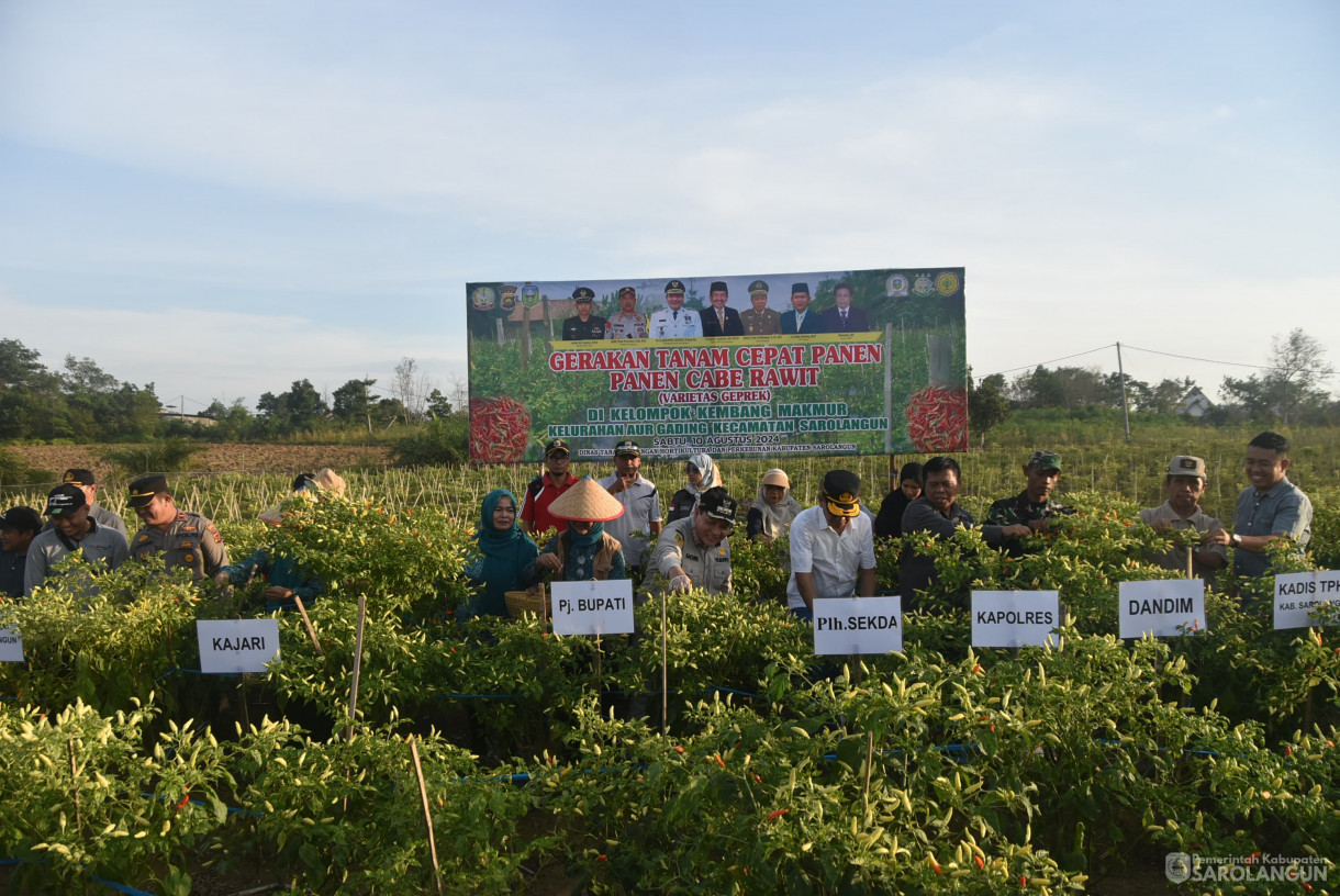 10 Agustus 2024 - Gerakan Tanam Cepat Panen Cabe Rawit Kelompok Tani Kembang Makmur, Bertempat di Kelurahan Aur Gading Kecamatan Sarolangun
